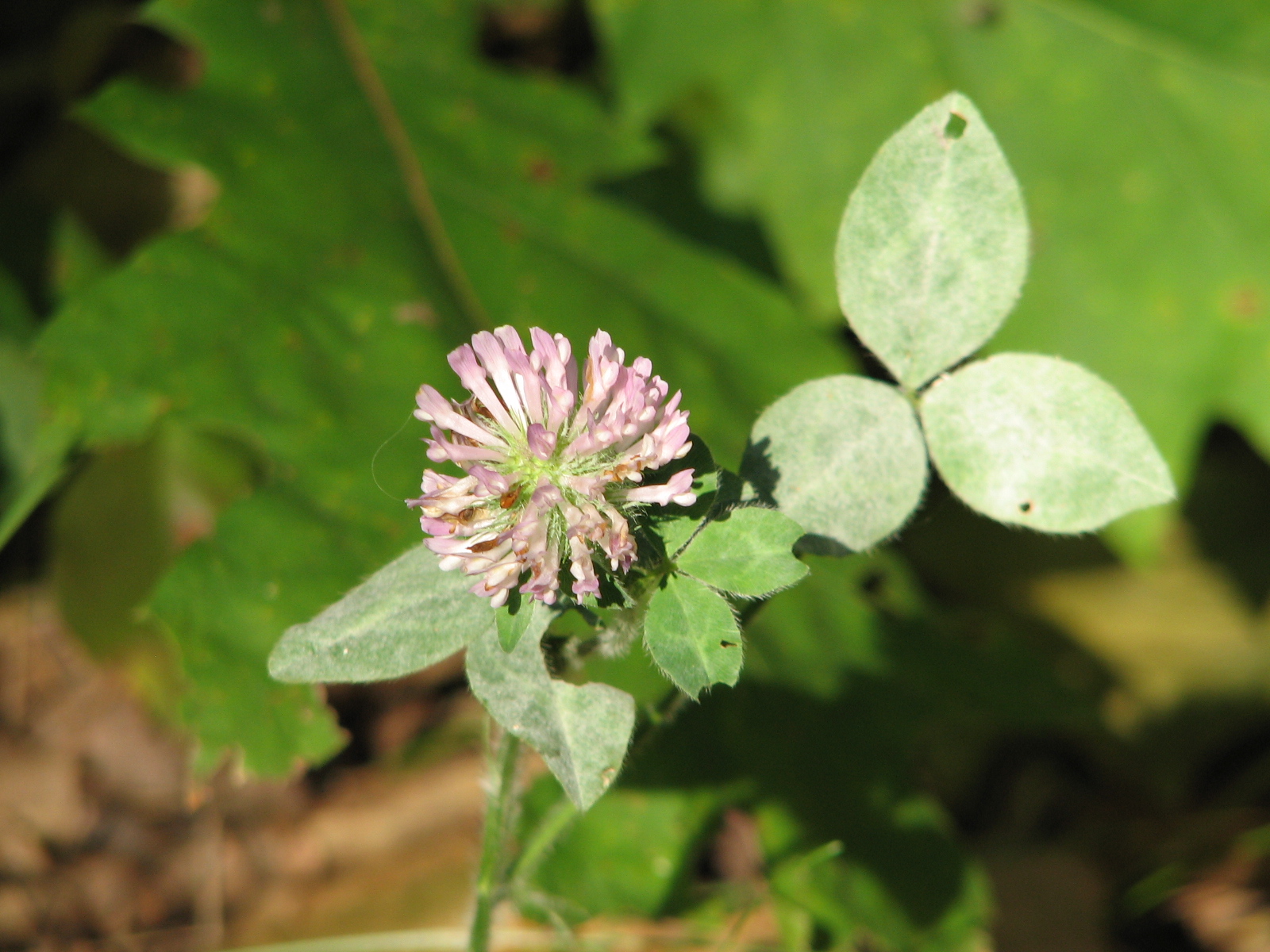 mold on clover